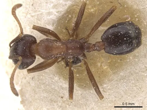 Monomorium salomonis - CASENT0913840