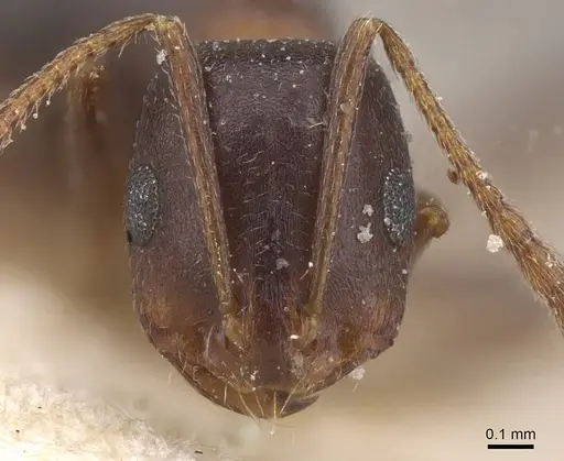 Monomorium salomonis - CASENT0913840