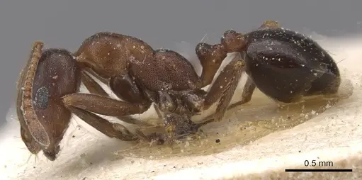 Monomorium salomonis - CASENT0913840