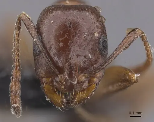 Monomorium salomonis - CASENT0913841