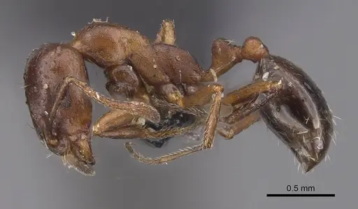 Monomorium salomonis - CASENT0913841