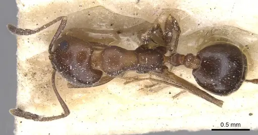 Monomorium salomonis - CASENT0913842