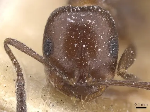 Monomorium salomonis - CASENT0913842