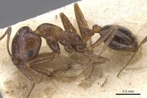 Monomorium salomonis - CASENT0913842