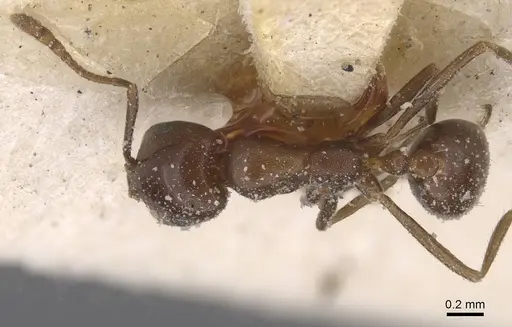 Monomorium salomonis - CASENT0913843