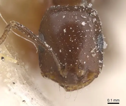 Monomorium salomonis - CASENT0913843