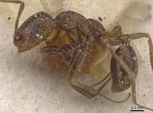 Monomorium salomonis - CASENT0913843