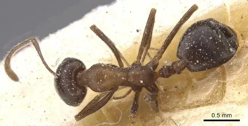 Monomorium salomonis - CASENT0913847