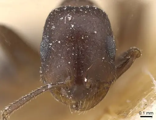 Monomorium salomonis - CASENT0913847