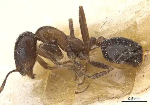 Monomorium salomonis - CASENT0913847