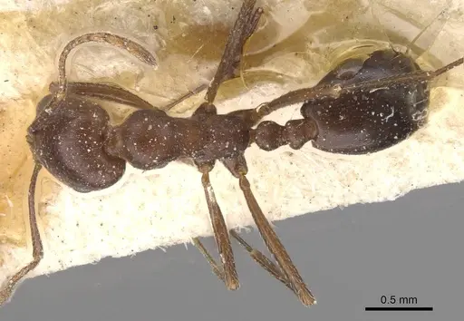 Monomorium salomonis - CASENT0913848
