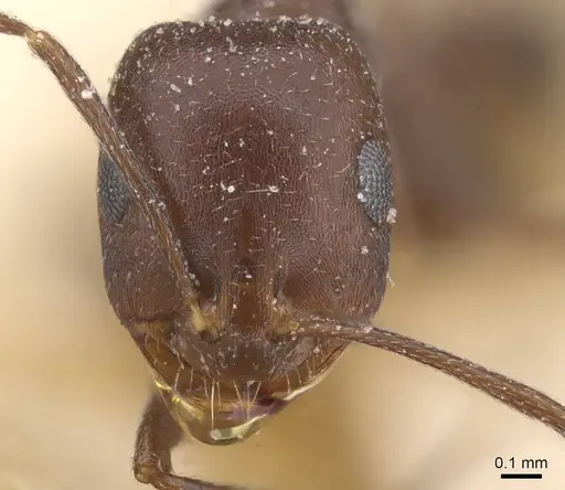 Monomorium salomonis - CASENT0913848