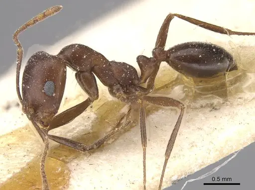 Monomorium salomonis - CASENT0913848