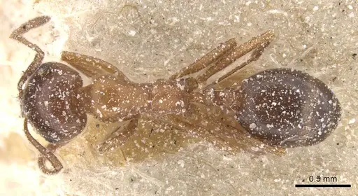 Monomorium salomonis - CASENT0913849