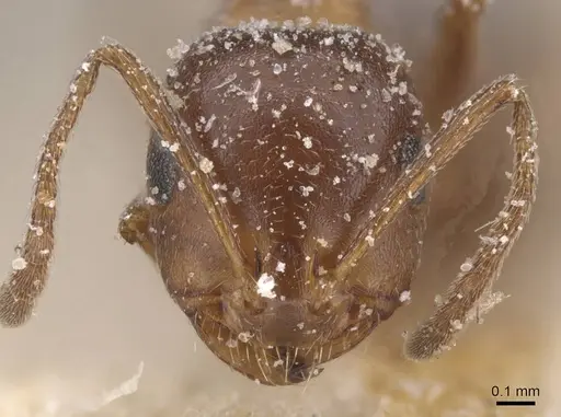 Monomorium salomonis - CASENT0913849