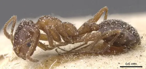 Monomorium salomonis - CASENT0913849