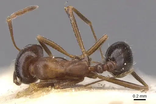 Monomorium salomonis - CASENT0913850