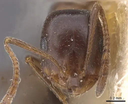 Monomorium salomonis - CASENT0913850