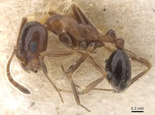 Monomorium salomonis - CASENT0913850