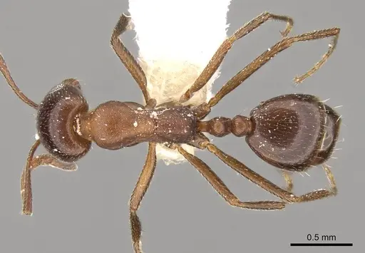 Monomorium salomonis - CASENT0914319