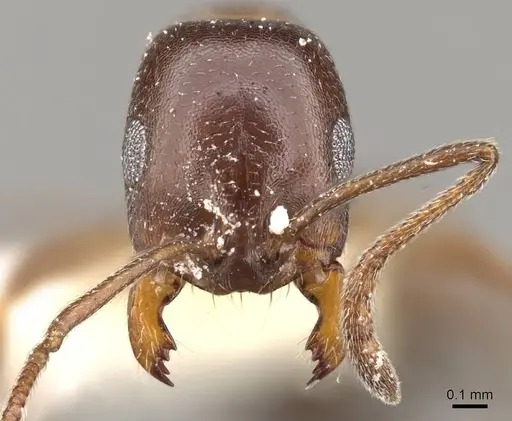 Monomorium salomonis - CASENT0914319