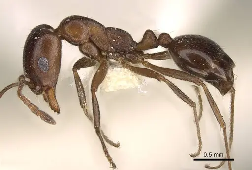 Monomorium salomonis - CASENT0914319