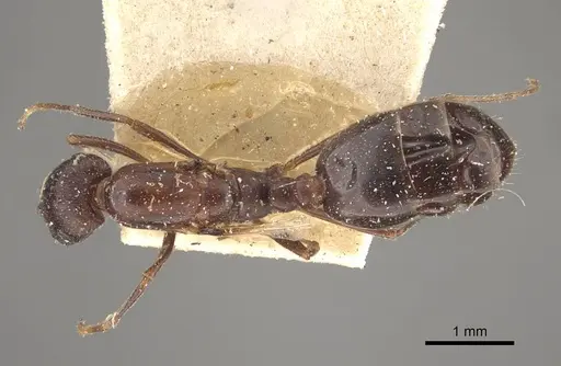 Monomorium salomonis - CASENT0917002