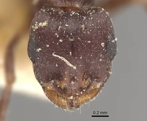 Monomorium salomonis - CASENT0917002