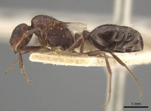 Monomorium salomonis - CASENT0917002