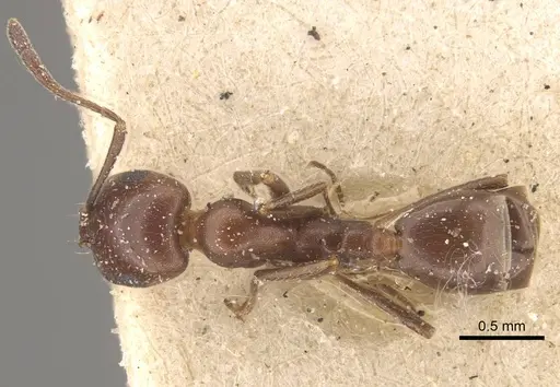 Monomorium salomonis - CASENT0917003