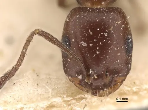 Monomorium salomonis - CASENT0917003