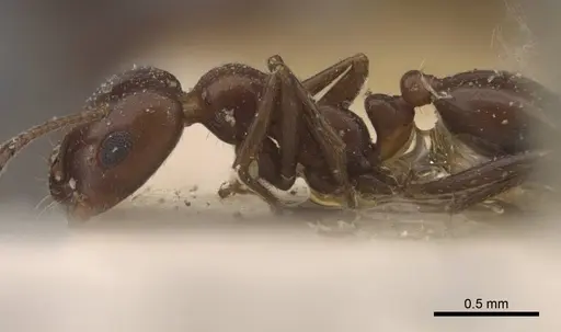 Monomorium salomonis - CASENT0917003