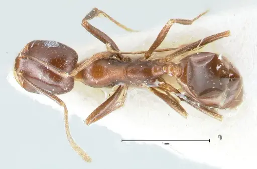 Monomorium salomonis - FOCOL1731