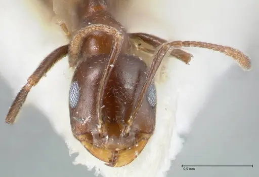 Monomorium salomonis - FOCOL1731