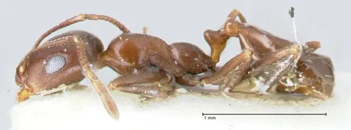 Monomorium salomonis - FOCOL1731