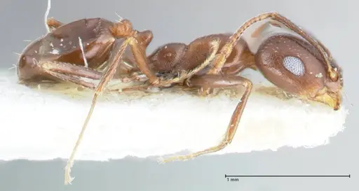 Monomorium salomonis - FOCOL1731