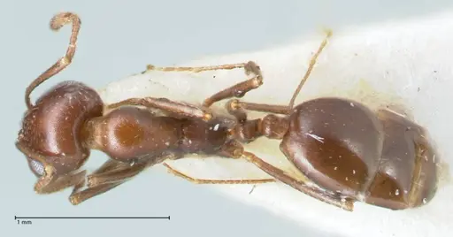 Monomorium salomonis - FOCOL1732