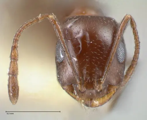 Monomorium salomonis - FOCOL1732