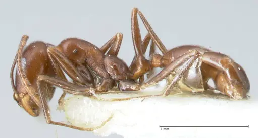 Monomorium salomonis - FOCOL1732