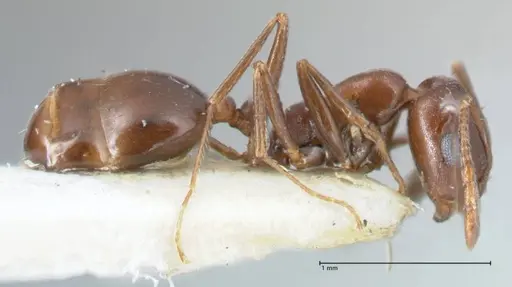 Monomorium salomonis - FOCOL1732