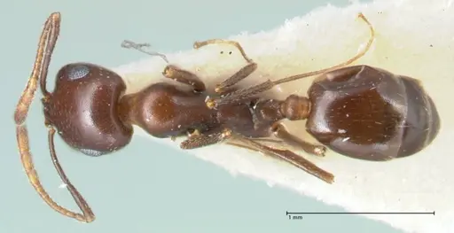 Monomorium salomonis - FOCOL1733