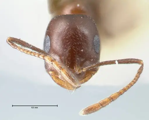 Monomorium salomonis - FOCOL1733