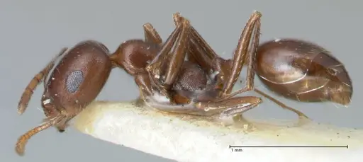 Monomorium salomonis - FOCOL1733