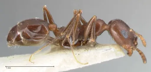 Monomorium salomonis - FOCOL1733