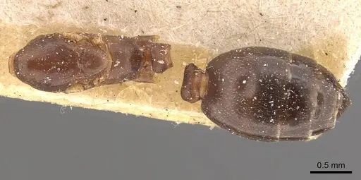 Monomorium santschii specimen