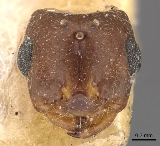 Monomorium santschii specimen