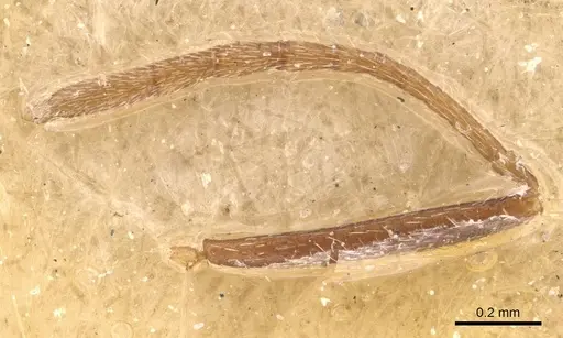 Monomorium santschii specimen