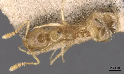 Monomorium schultzei specimen