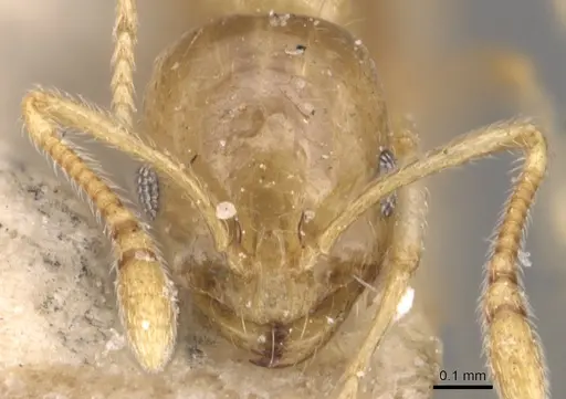 Monomorium schultzei specimen