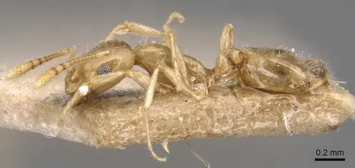 Monomorium schultzei specimen